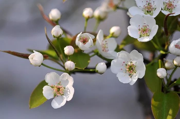 知否知否林小娘为什么不害明兰,知否和李清照有关系吗