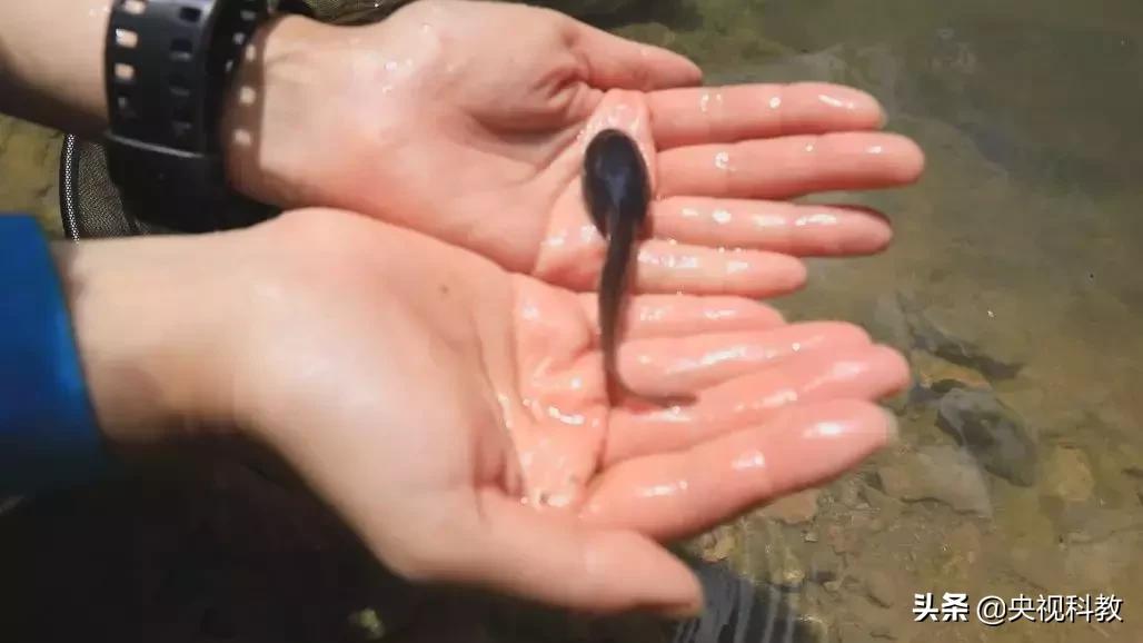 鱼泉洞穴,会冒鱼的山洞是什么