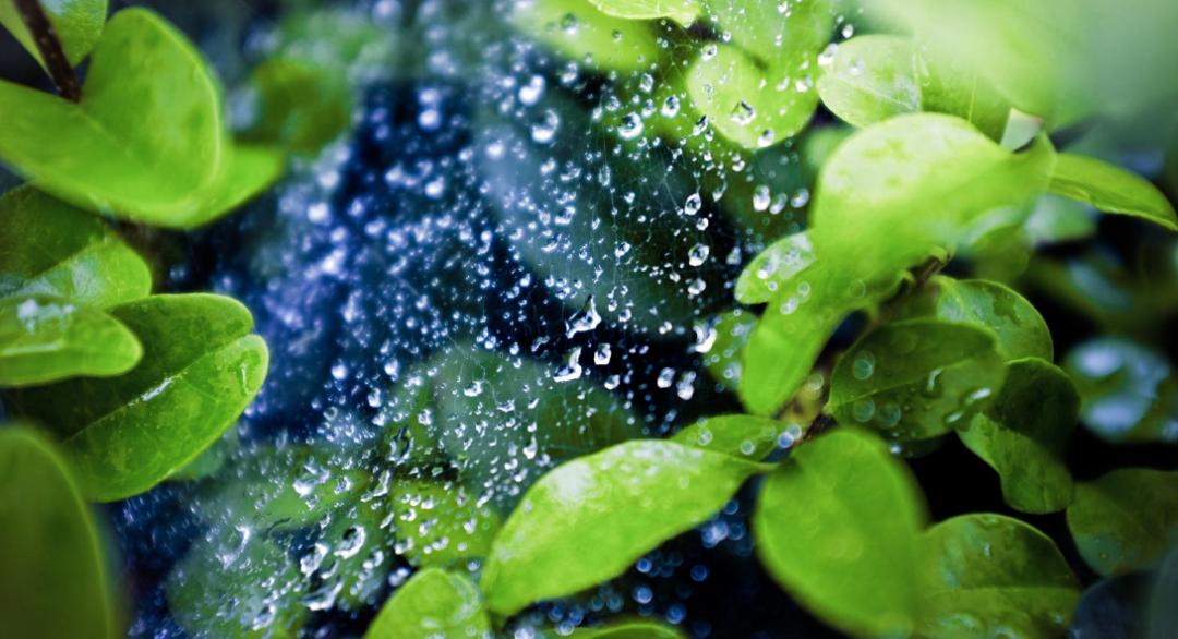 夏雨诗词作品欣赏,带有夏雨两字的诗词