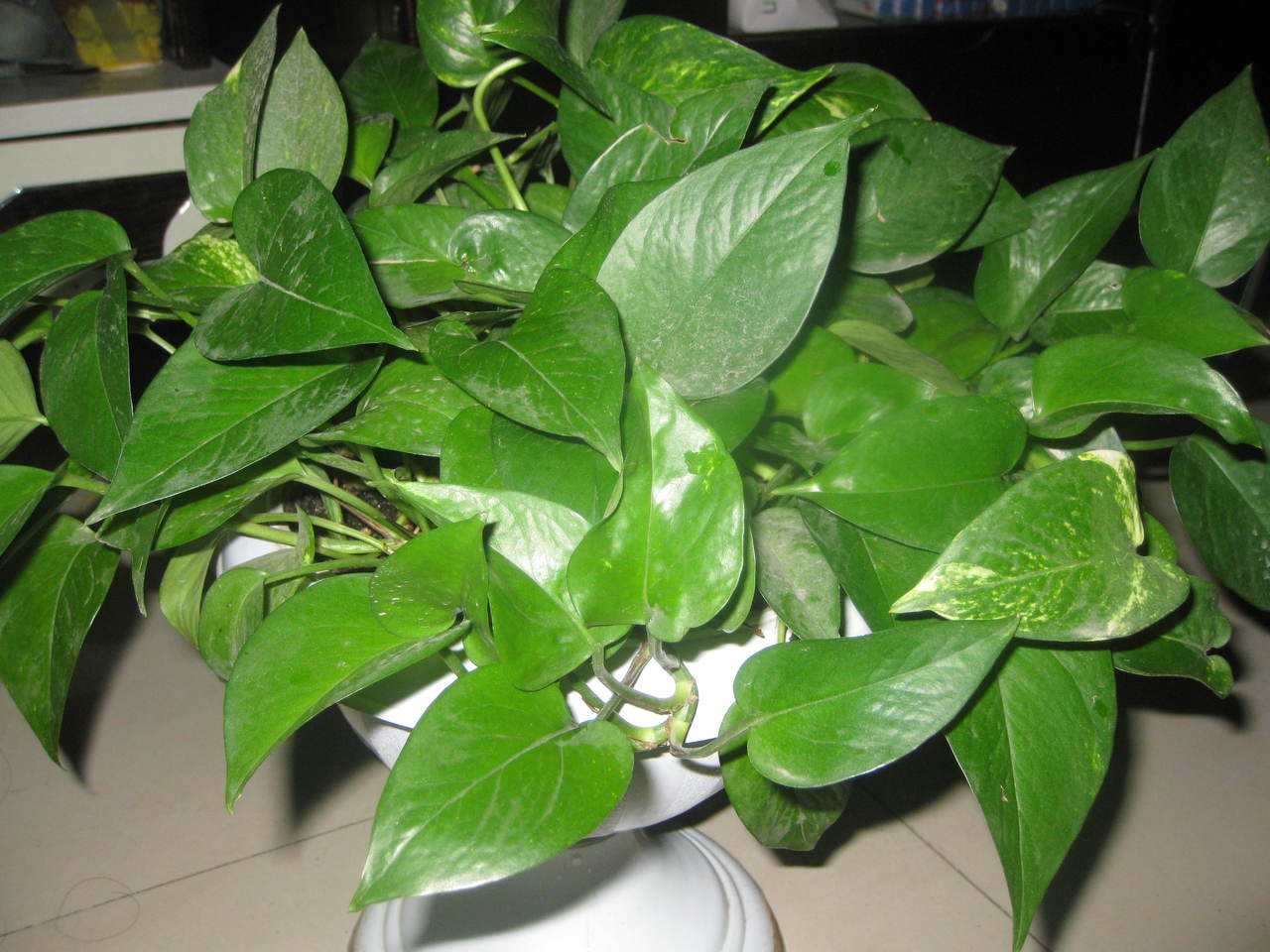 绿萝的叶子不是很绿是什么原因,绿萝的叶子喷什么让它更绿更亮