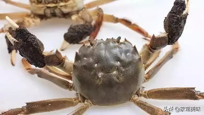 哪里的大闸蟹最正宗最好,最正宗的大闸蟹是哪里的