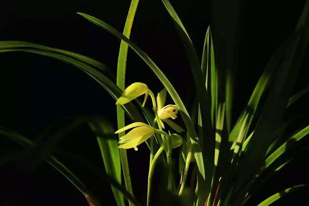 兰花怎么养成值钱的兰花呢,这五种兰花越养越值钱