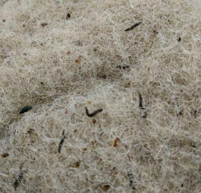 鱼缸水上面很多泡沫是什么原因,鱼缸里下了土霉素好多泡沫怎么办