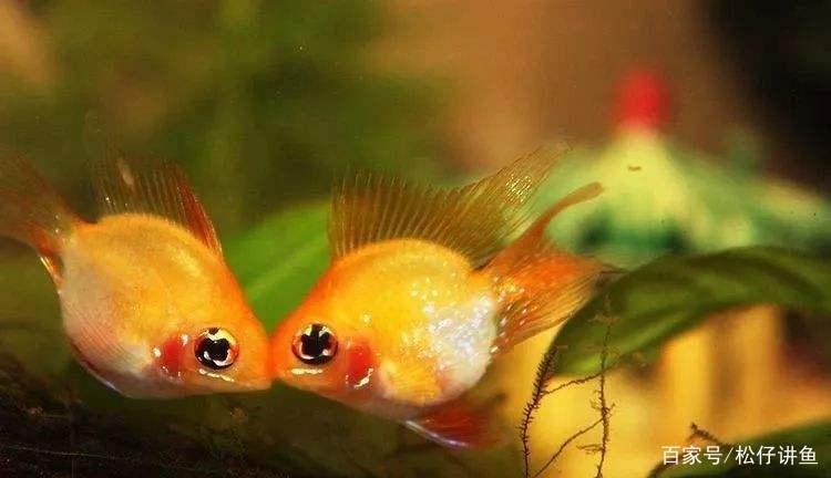 新手养凤尾短鲷注意什么,养金波子技巧和方法