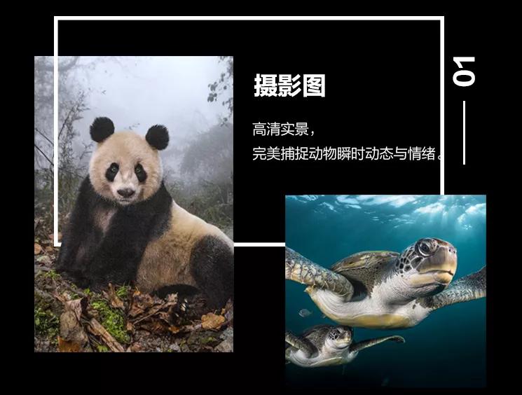 揭秘动物世界的“冷知识”,动物世界中的奇妙之处