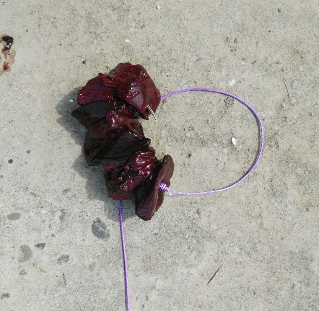 怎么钓鲶鱼,大口鲶,江鲶,鲶巴郎,鲶胡子