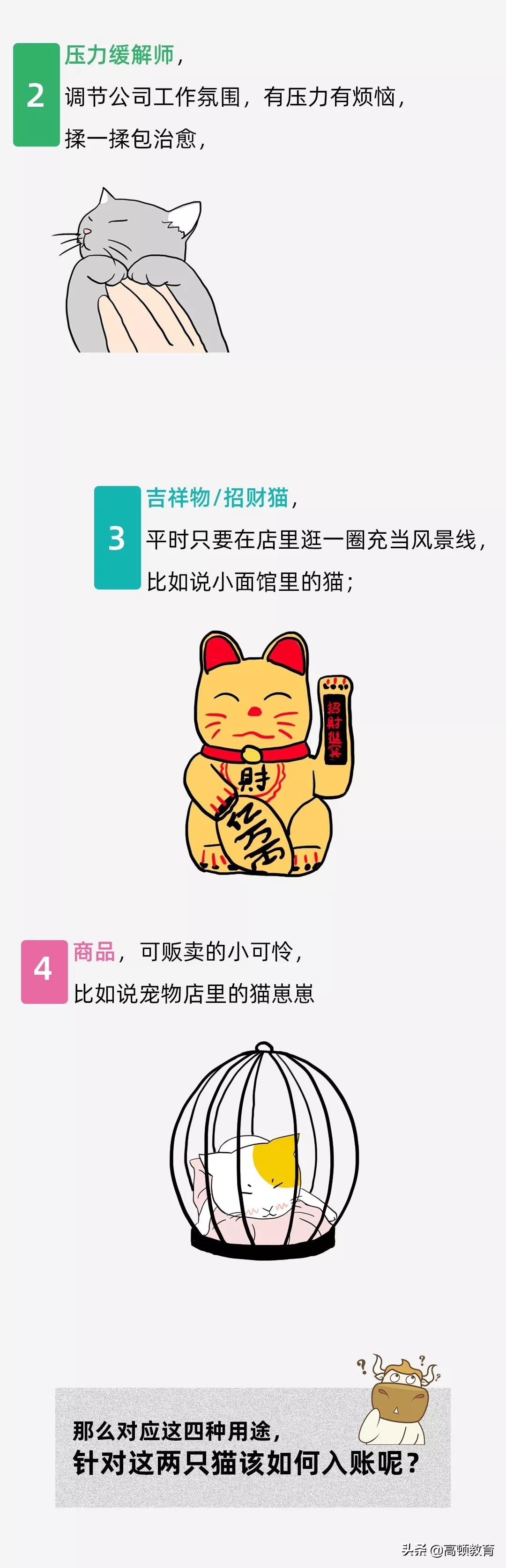 公司养了一只猫怎么记账,公司买的猫怎么入账