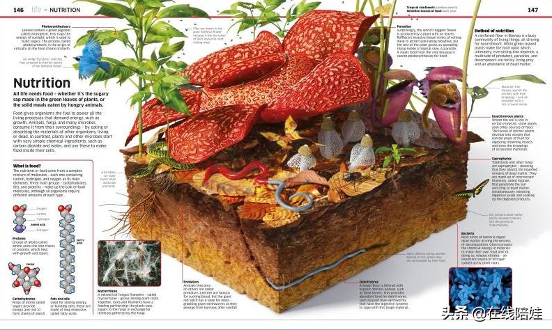 dk知识大百科全套,dk知识大百科书金银版