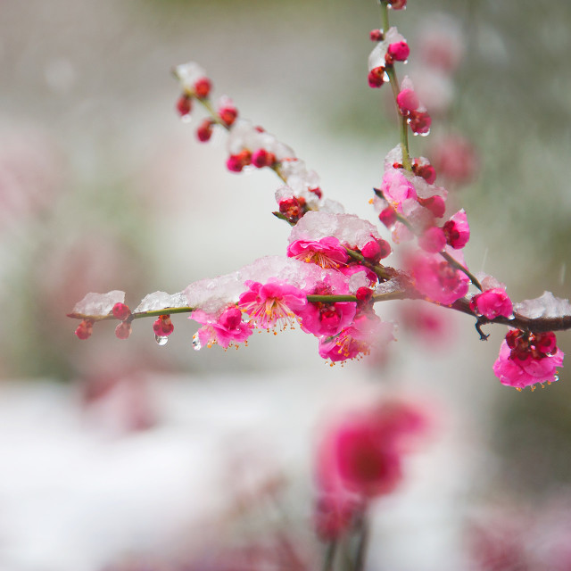 闈掑笣涓滄潵,闈掑笣涓滄潵璇楀彞