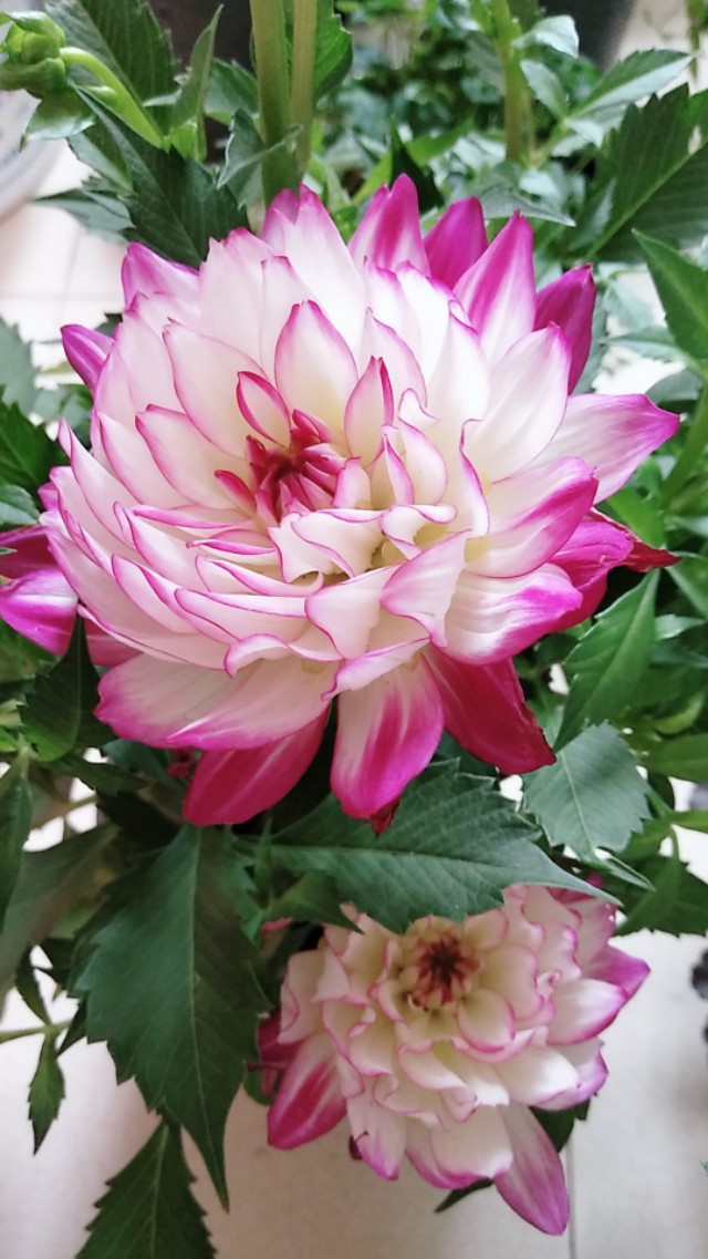 为什么有人喜欢养花,为什么这么多人喜欢养花养鱼