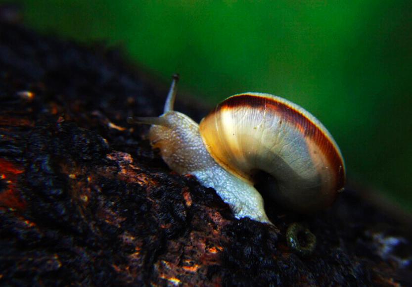 又是蜗牛，239只“万齿怪兽”被上海海关截获，蜗牛破坏力有多强