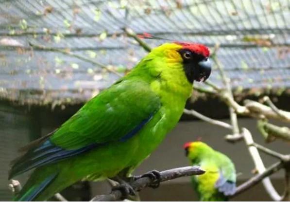 红头绿身鹦鹉蓝翅膀的鹦鹉,天生红眼的鹦鹉叫什么品种