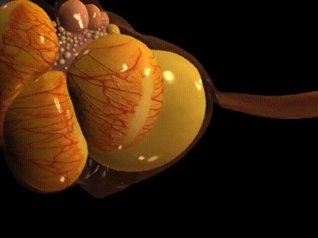 超生动|家禽生殖系统结构和禽蛋形成过程