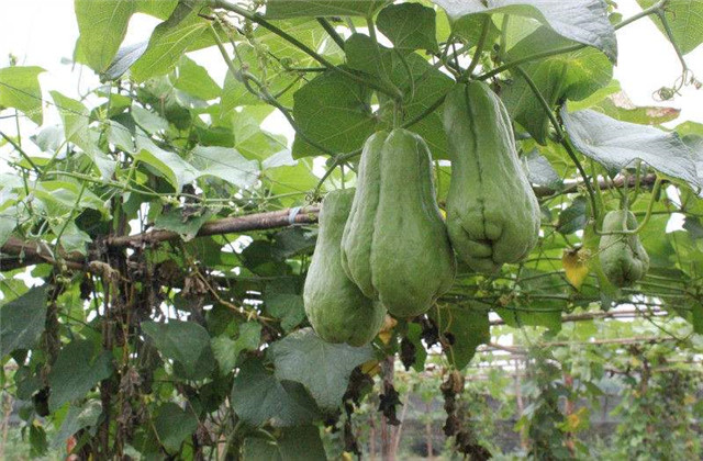 种植佛手瓜苗怎么做到苗多苗嫩长,佛手瓜今年种植明年是否还能结瓜