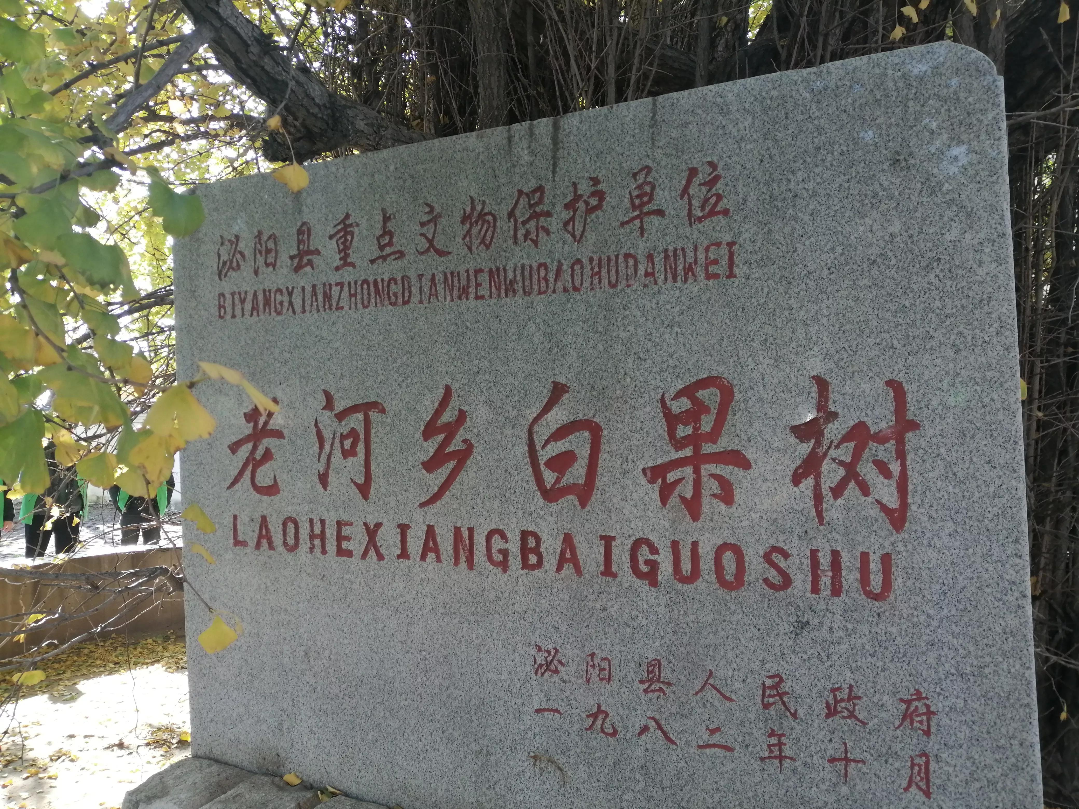 驻马店志愿者行动,驻马店古树保护志愿