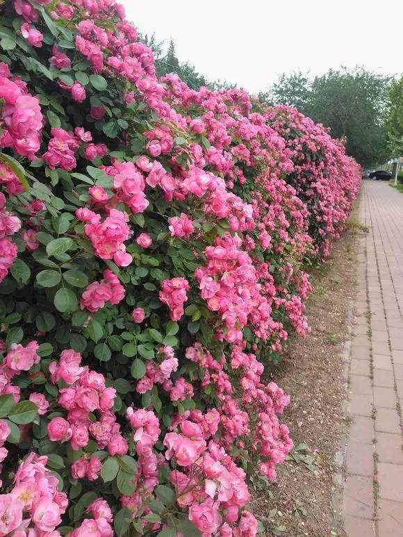 爬藤月季光秃秃的枝条种植,不同品种的爬藤月季怎么做花墙