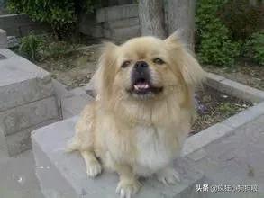 战斗力最强的土狗是什么品种,这40种土狗其实都是超酷的品种犬