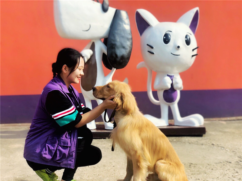 想当训犬师去哪里培训,训犬师去学校还是当学徒训犬