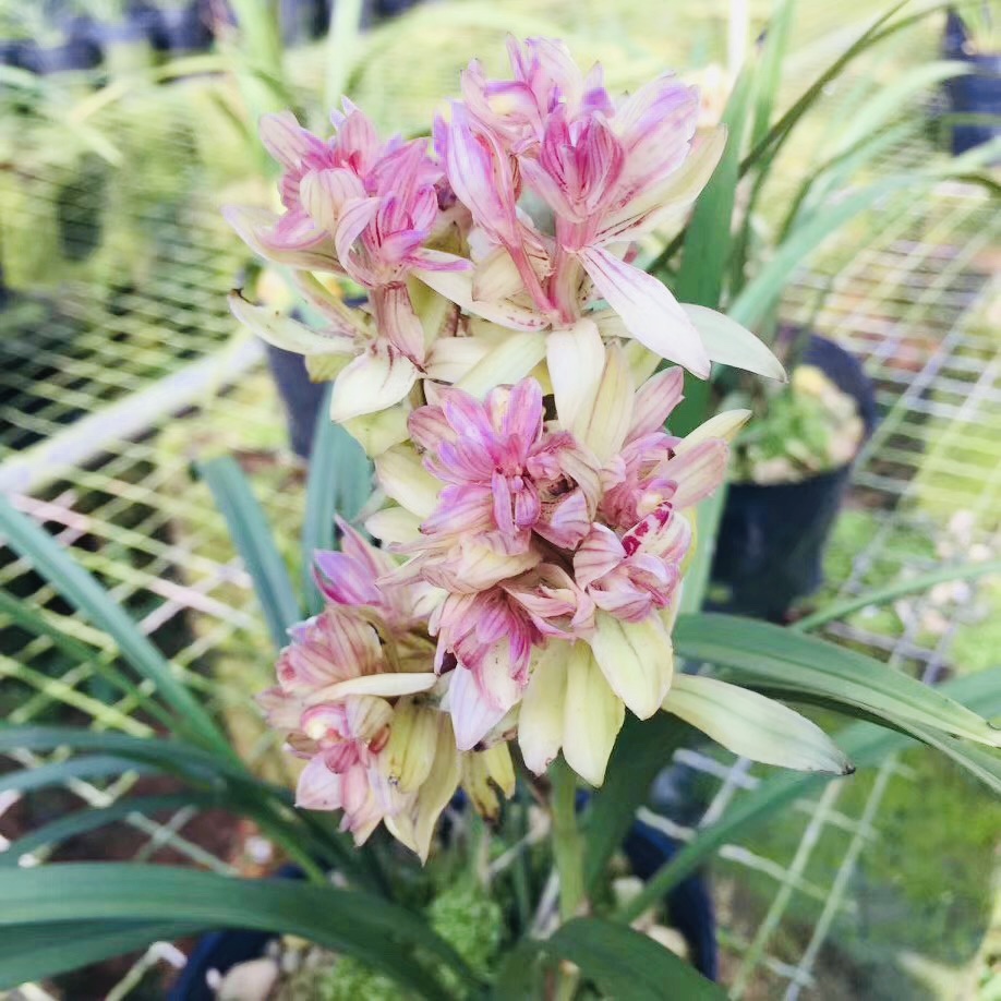 黄金万两兰花属于什么品种兰花,兰花品种大全春兰和墨兰的区别