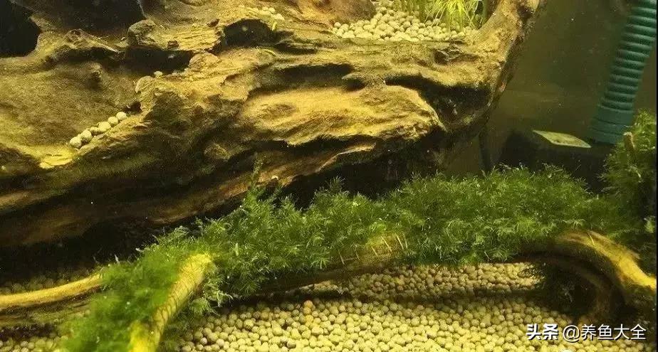 鱼缸痢特灵水黄怎么办,鱼缸水黄怎么解决视频
