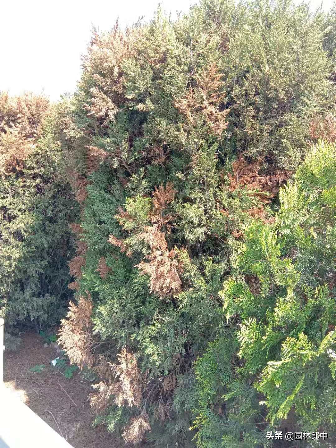 柏树叶子发白什么原因,柏树春天发黄落叶是怎么回事