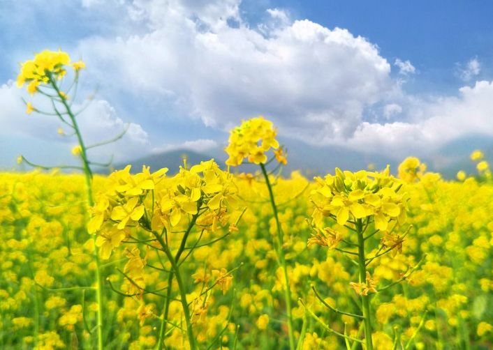 描写油菜花盛开的诗词,描写油菜花的诗词有哪些