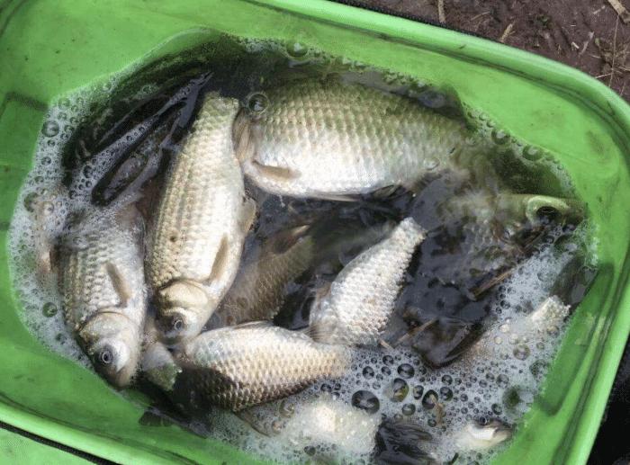 用蚯蚓钓鱼怎么样才上鱼快,用蚯蚓钓鱼如何快速上鱼