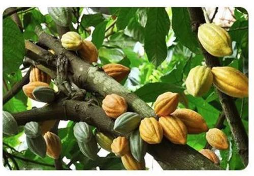 螨虫脸用什么解决,螨虫的克星植物是什么