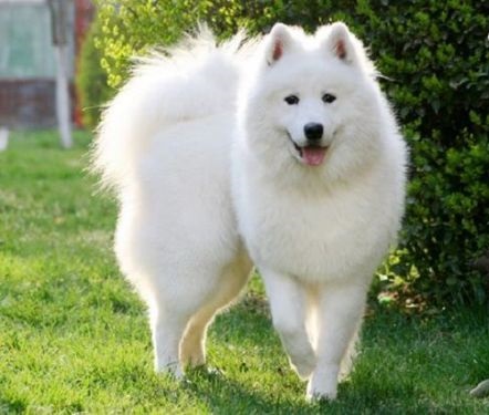 雪橇三傻不拉雪橇的萨摩耶,雪橇三傻中为什么有萨摩耶