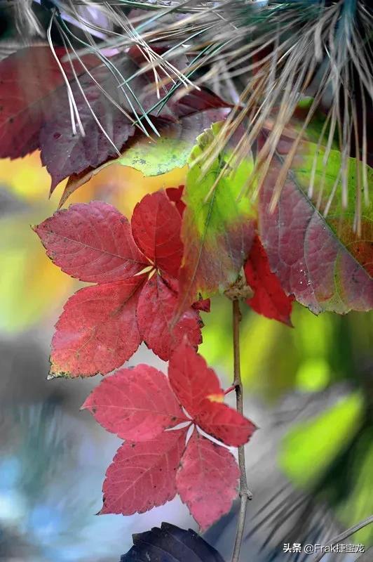 纯情的红叶……爬山虎