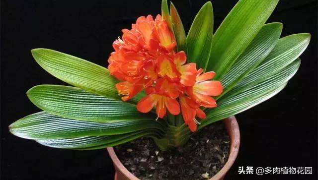 君子兰问题及解决办法,君子兰烂根了栽到河沙里怎么养护