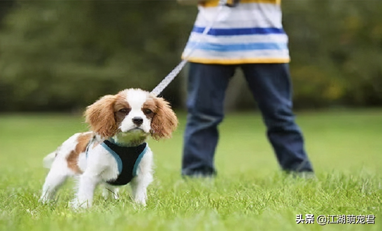 养狗一定不能让狗走在前面么,养狗不遛狗的后果