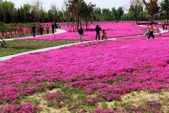 去看万紫千红的花海,五一近郊赏花去看缤纷七彩花田