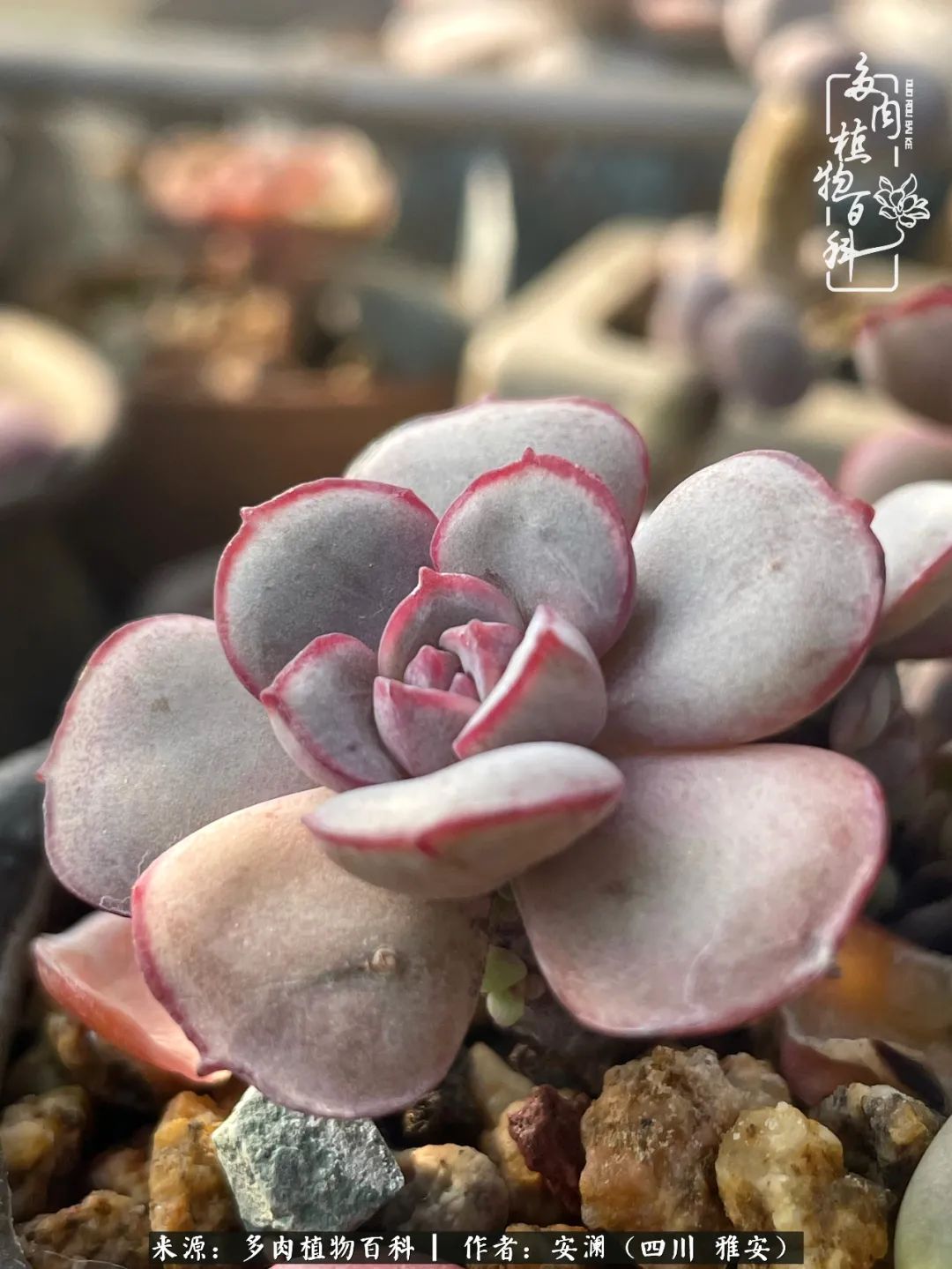 小仙女的阳台多肉,绝美多肉阳台