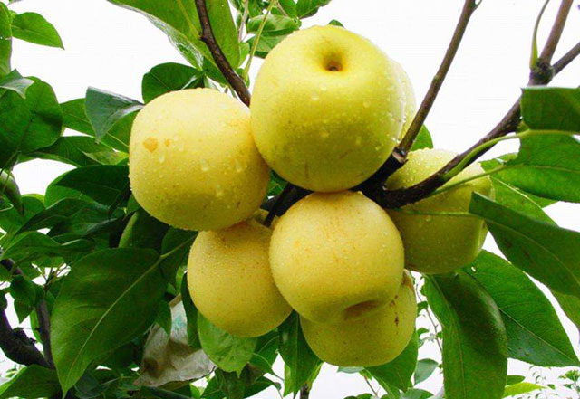 磷酸二氢钾讲解,最全磷酸二氢钾使用技术