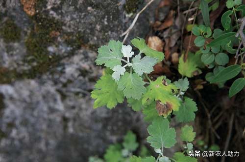 菊花叶片枯落咋回事？叶片枯落怎么办？看老农手把手教你