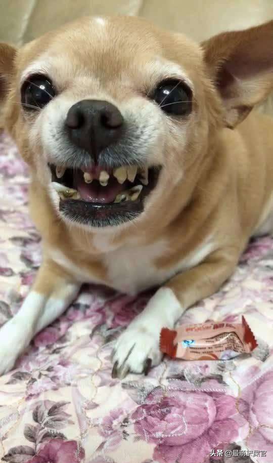 家里狗狗嘴臭什么原因,家里狗狗口臭