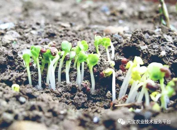 怎么识别种子,陈种子的鉴别方法视频