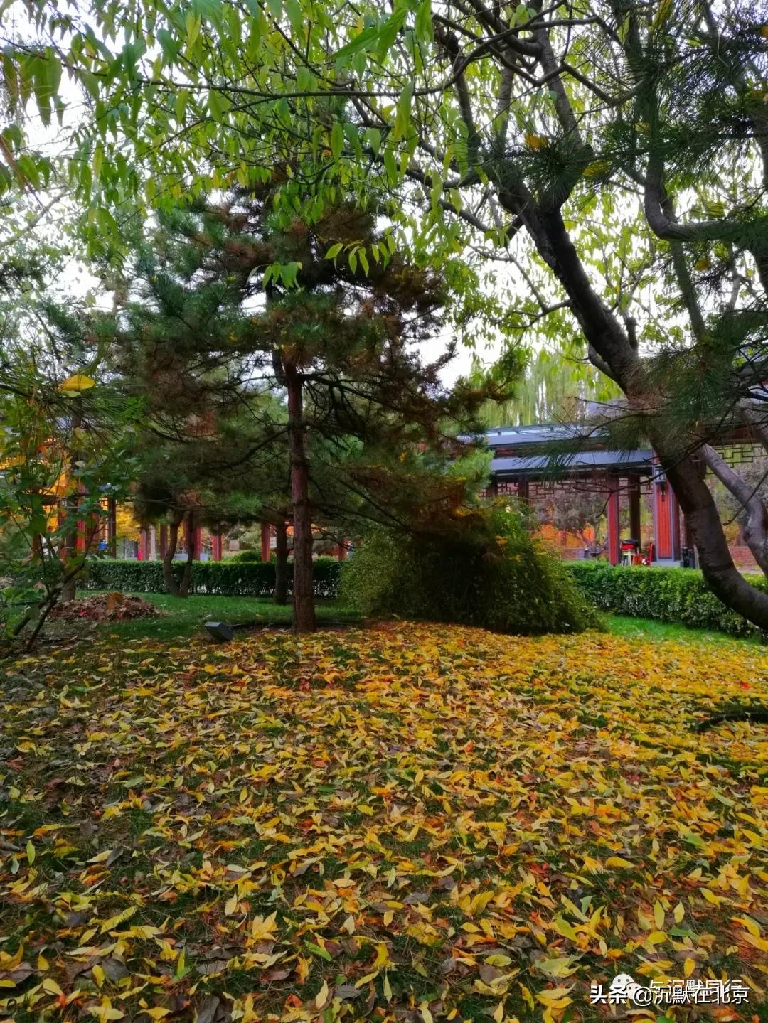 北京之秋的感受,最美的北京之秋