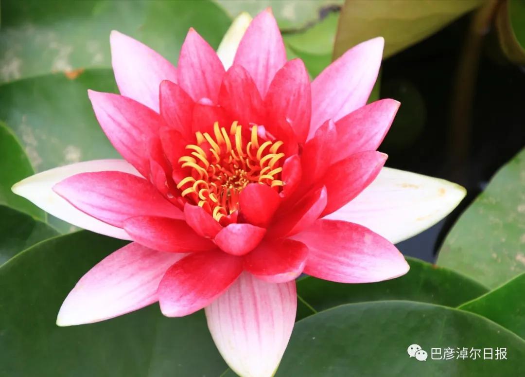 临河植物园景色,临河荷花景区