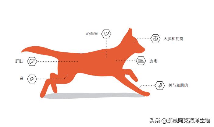 omega-3脂肪酸营养价值,omega-3含量高好还是低好