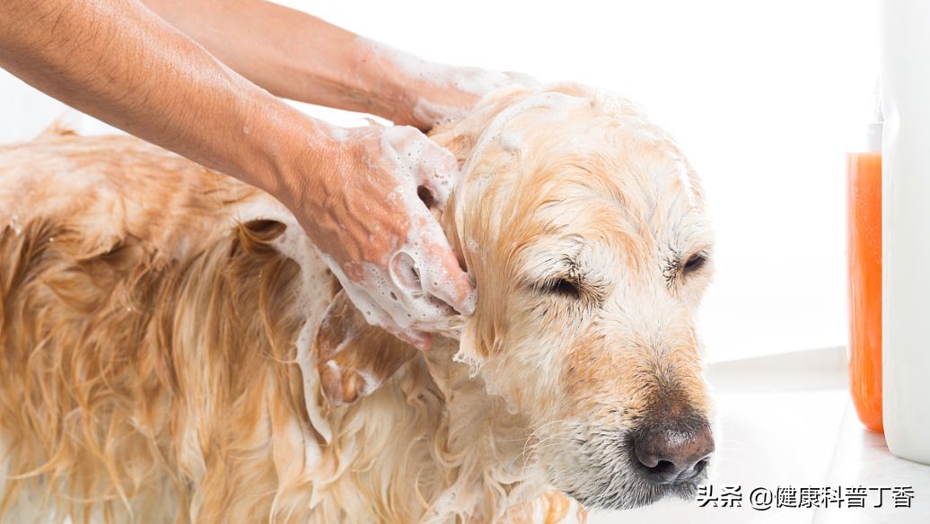 小狗也能旺财是什么原因,狗狗怎么才能旺财