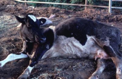 母牛产后瘫痪的原因及防治方法,导致怀孕母牛流产有哪些原因