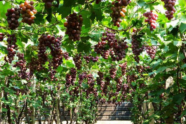 葡萄园里四季歌，春吐新芽、夏爬满架、秋收葡萄、冬埋雪下。