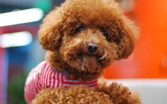 泰迪犬如何训练,泰迪犬要怎么训练