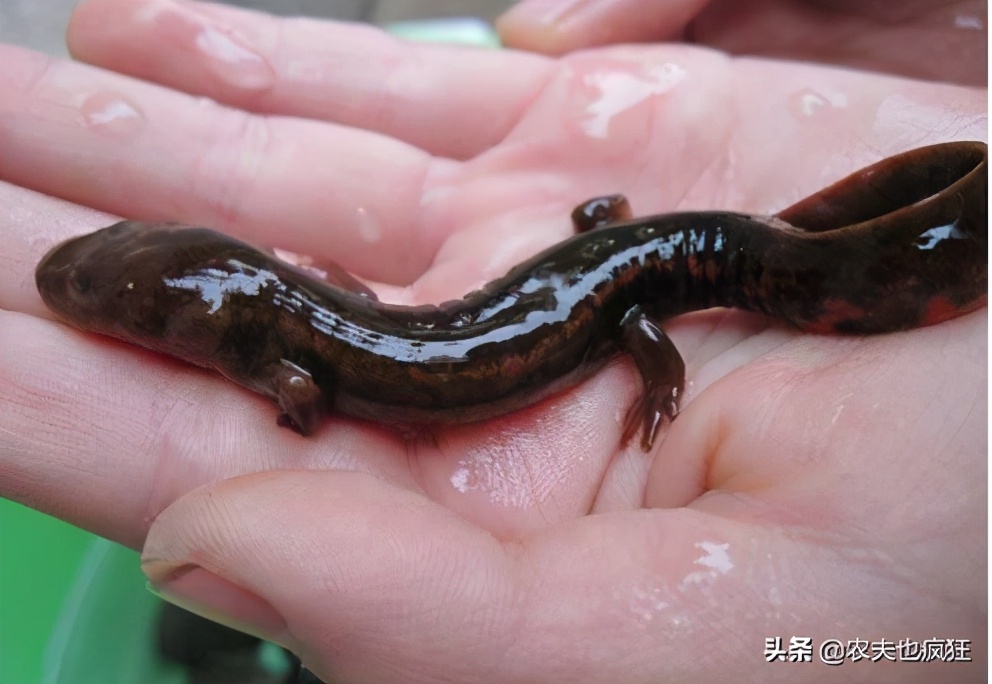 叫声似娃娃哭,是我国重点保护动物,在湖南被端上餐桌百元1斤