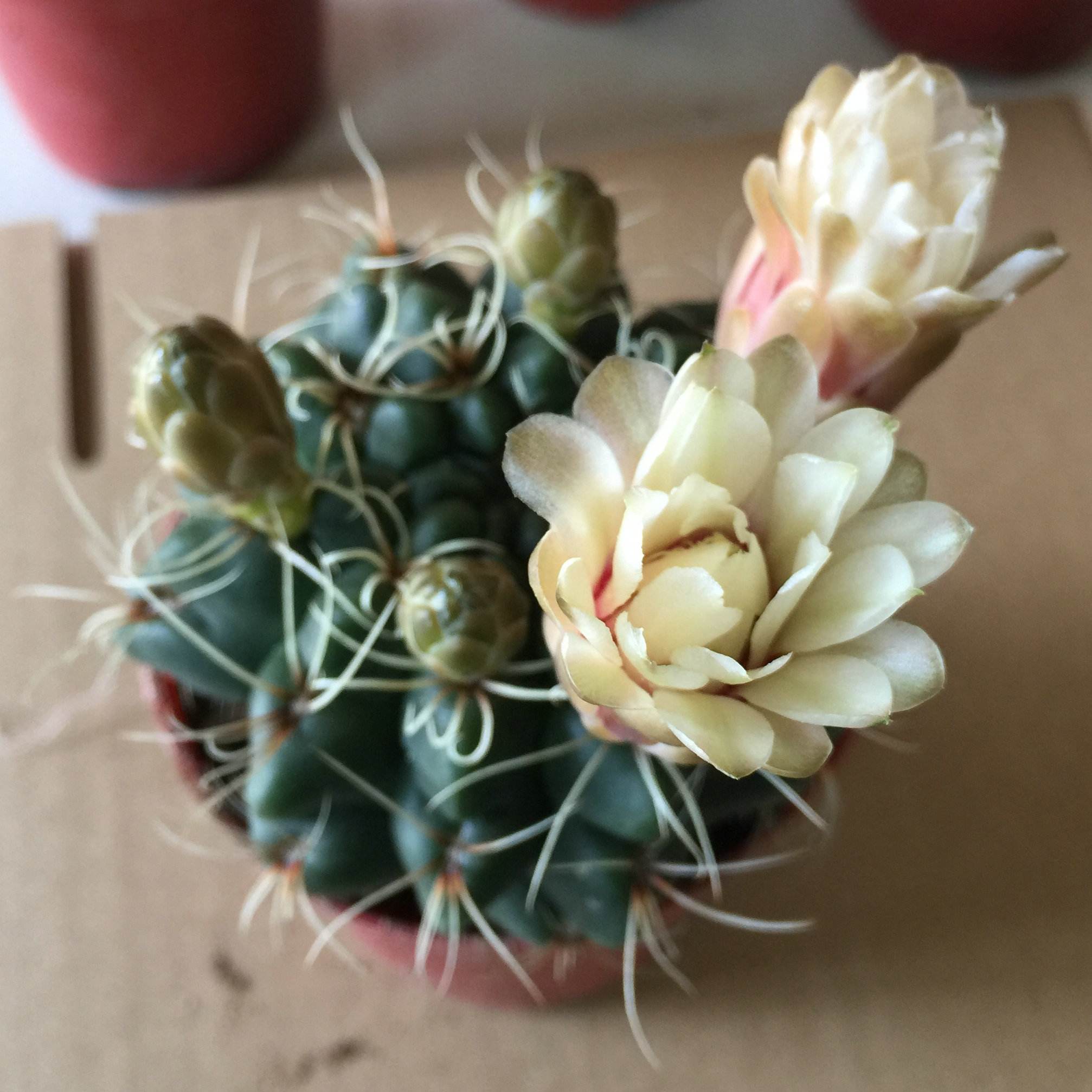 101个仙人球品种,101种仙人球开花图片