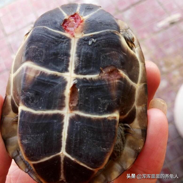 在网上买的乌龟腐甲药怎么用,怎么判断乌龟腐甲有没有结痂