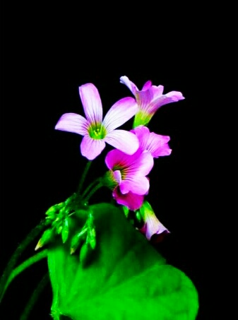 酸酸甜甜都是幸福——酸味草