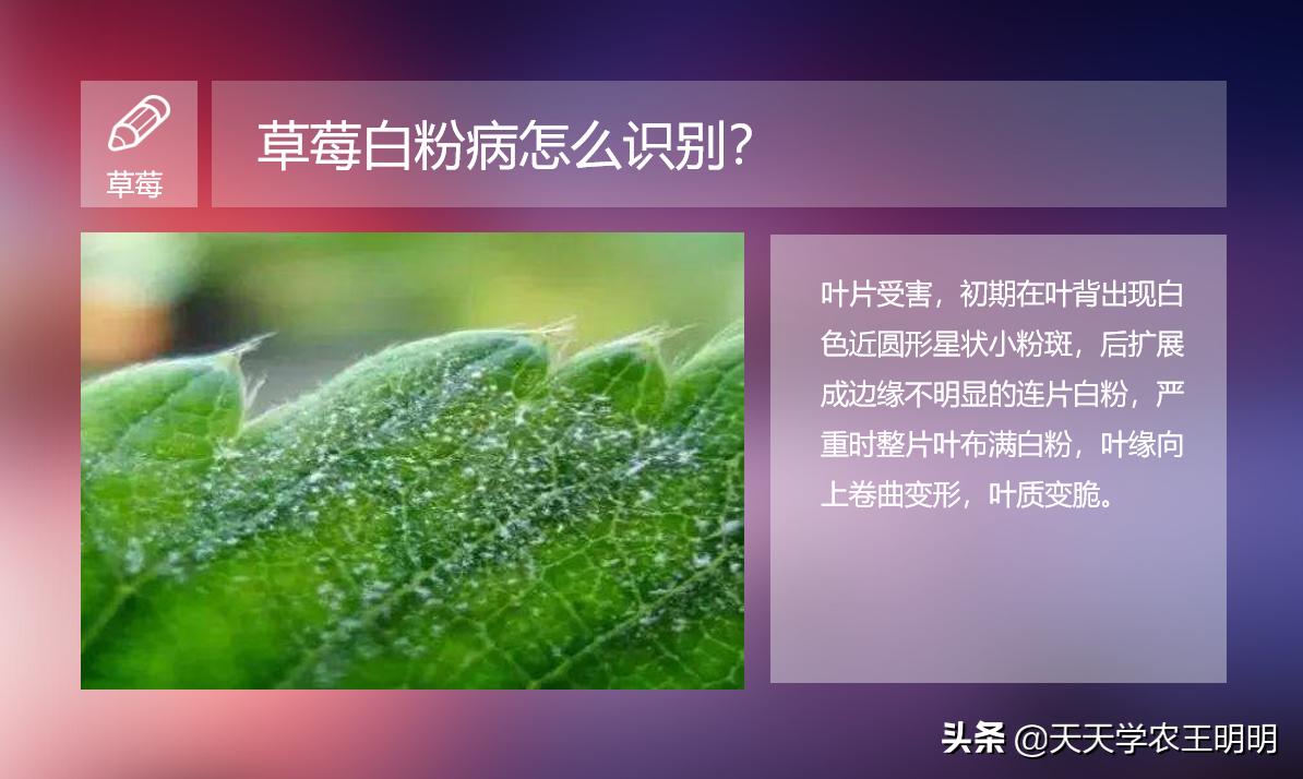 草莓白粉如何防治,草莓白粉怎么去除